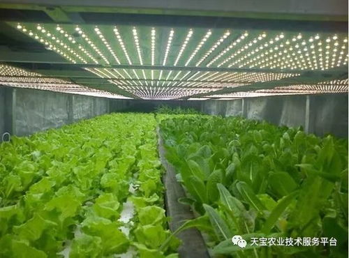 棚室采光不佳的應對策略與植物提取物研發的機遇與挑戰